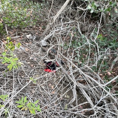 Trash near Aliso Peak Trail, Laguna Niguel, Orange County, California, 92651, United States