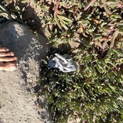 Trash near Tioga Avenue, Sand City, Monterey County, California, 93955, United States