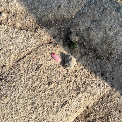 Trash near Canyon Acres Trail, Canyon Acres, Laguna Beach, Orange County, California, 92652, United States