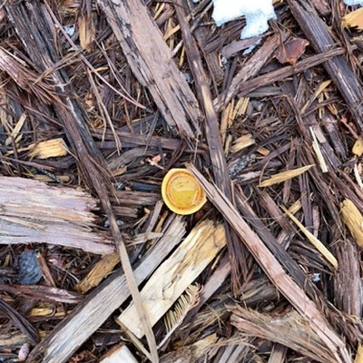 Trash near 82, Hillside Drive, Mammoth Lakes, Mono County, California, 93546, United States