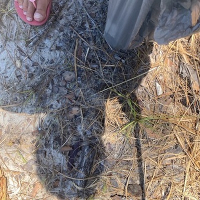 Trash near Ashton Look, Ormond Beach, Volusia County, Florida, 32174, United States