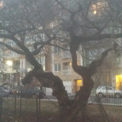 umbrella in tree