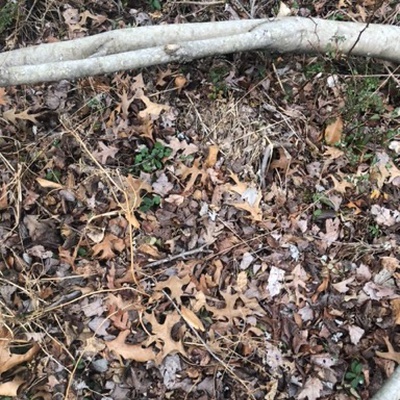 Trash near 12214, Asbury Drive, Tantallon Hills, Piscataway Hills, Fort Washington, Prince George's County, Maryland, 20744, United States