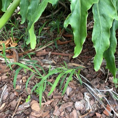 Trash near 11, Cambridge Trace, Ormond Beach, Volusia County, Florida, 32174, United States