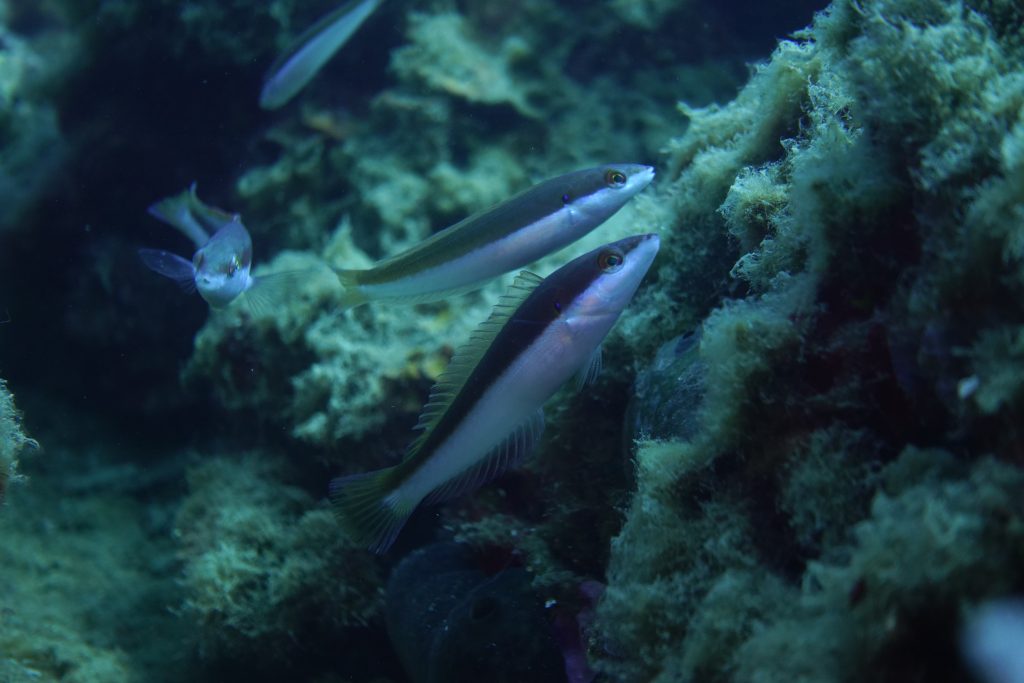 Ocean, between digitalization and sustainability: a new operational strategy for “tailored” marine monitoring