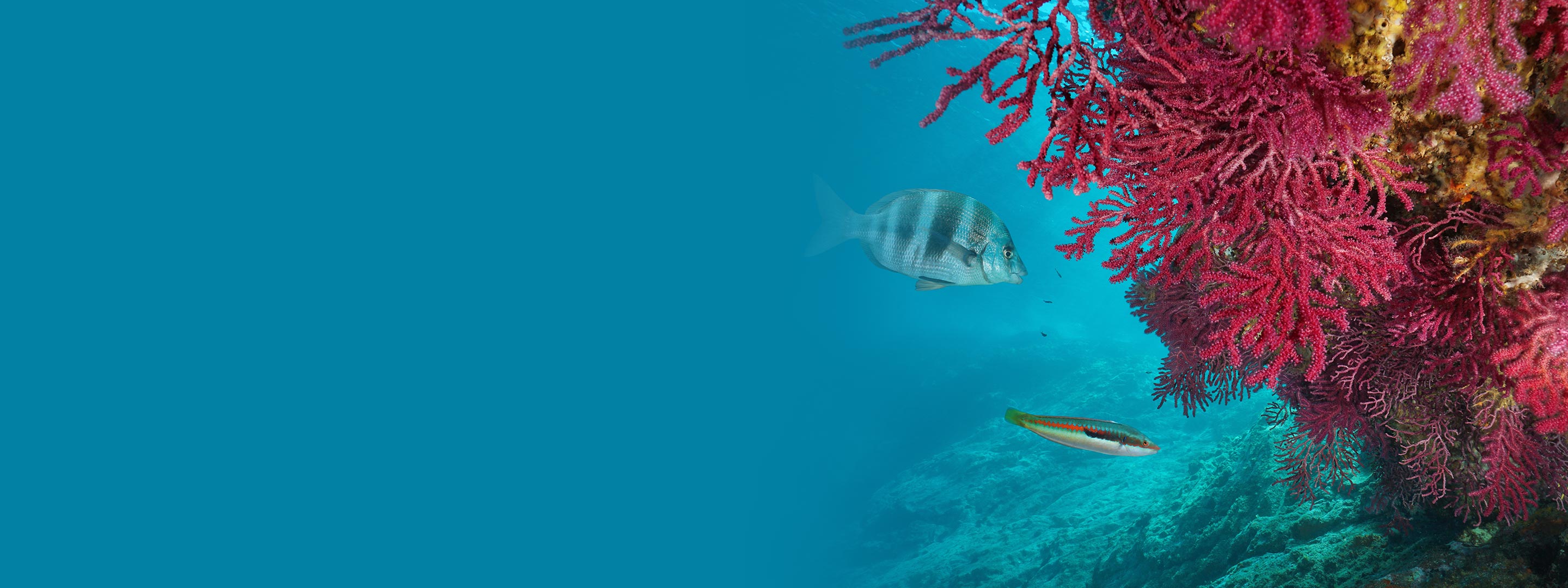 Marine Ecosystem