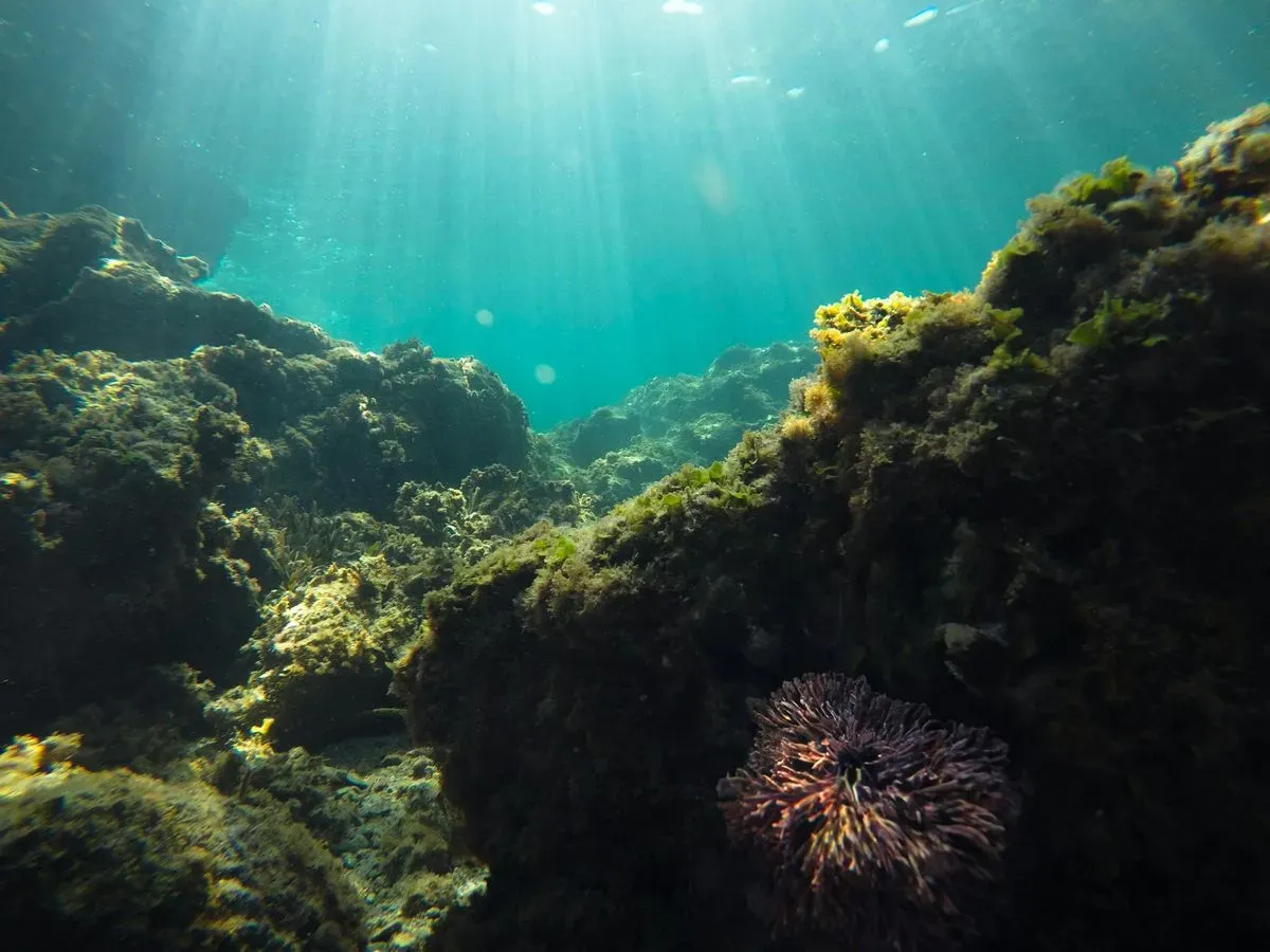 Marine conservation scene representing a digital platform for environmental awareness.