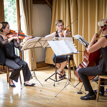 Hire Piacere String Quartet String quartet with Encore
