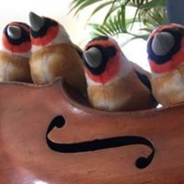 Goldfinch String Quartet's profile picture