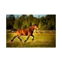 Sky Mountain Wild Horse Sanctuary logo