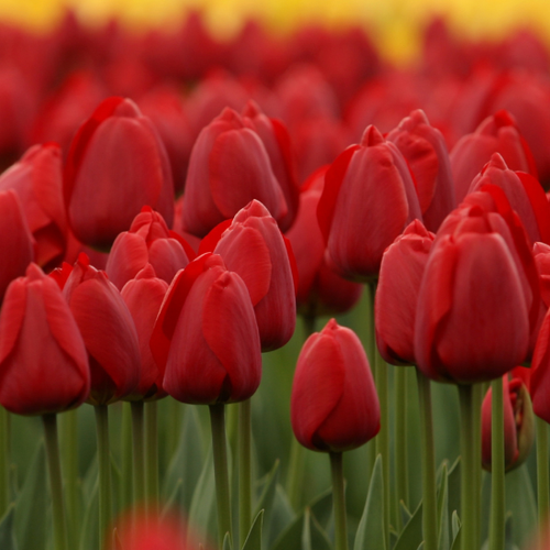 redtulips