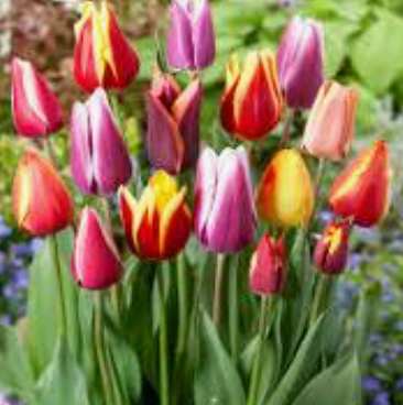 Tulips mix