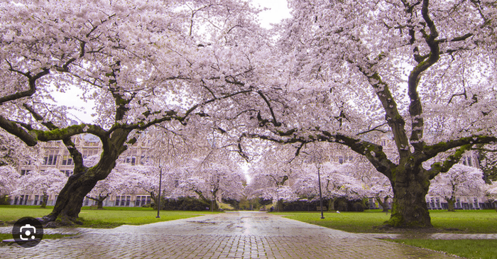 Spring in Seattle