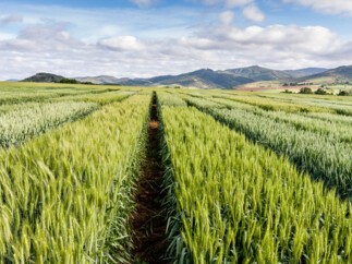 Amundi launches a private debt investment strategy dedicated to the funding of the transition of the European agricultural and agri-food sector