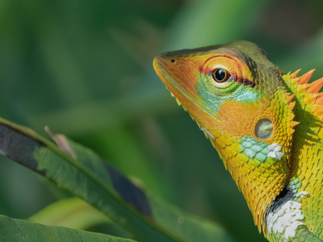 Emerging Market Green Bonds Report 2024