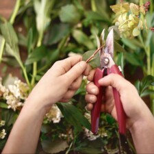 Geste fleuriste L'+xpérience Banque Populaire