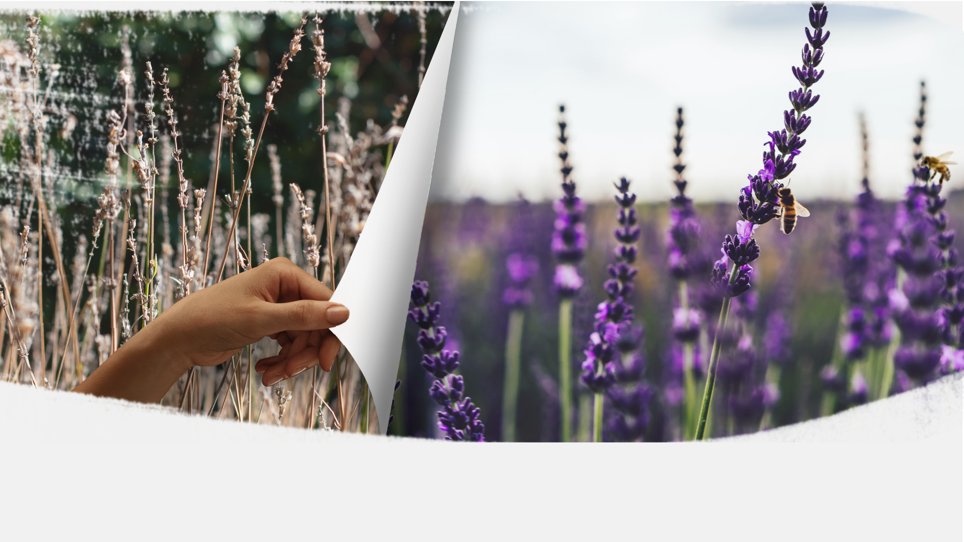 Transition pour la biodiversité et l’environnement