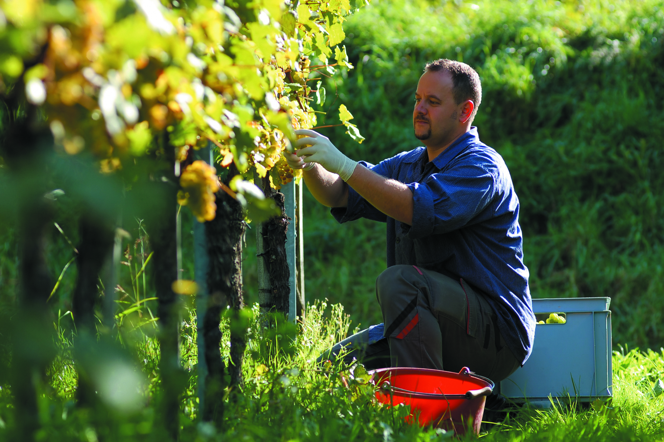 Vintner in the wineyard.jpg