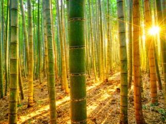 Natixis Corporate & Investment Banking Issues its First Green Formosa Bond