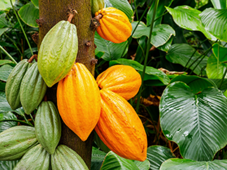 Ghana Cocoa Board - US$1,300 million pre-export receivables backed Trade Finance facility