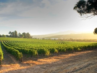 Lancement national de Caisse d’Epargne Vitibanque, le dispositif d’accompagnement sur mesure dédié aux viticulteurs