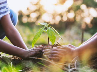 Les Banques Populaires et les Caisses d’Epargne, premières banques à proposer le Plan d’Épargne Avenir Climat (PEAC)