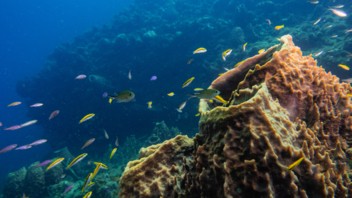 « Alliance bleue Martinique » : BRED Banque Populaire, premier mécène du Parc naturel marin de Martinique.