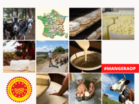 TOUR DE FRANCE DES FROMAGES, BEURRES ET CREME AOP : COMMUNIQUE DE PRESSE ET PHOTO