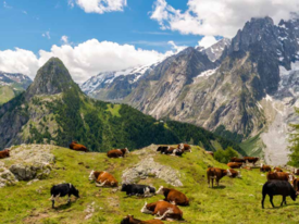 Dossier d'information - Montagnes, terres de lait - Quel avenir pour le lait de montagne
