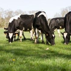 Vaches laitières au pré