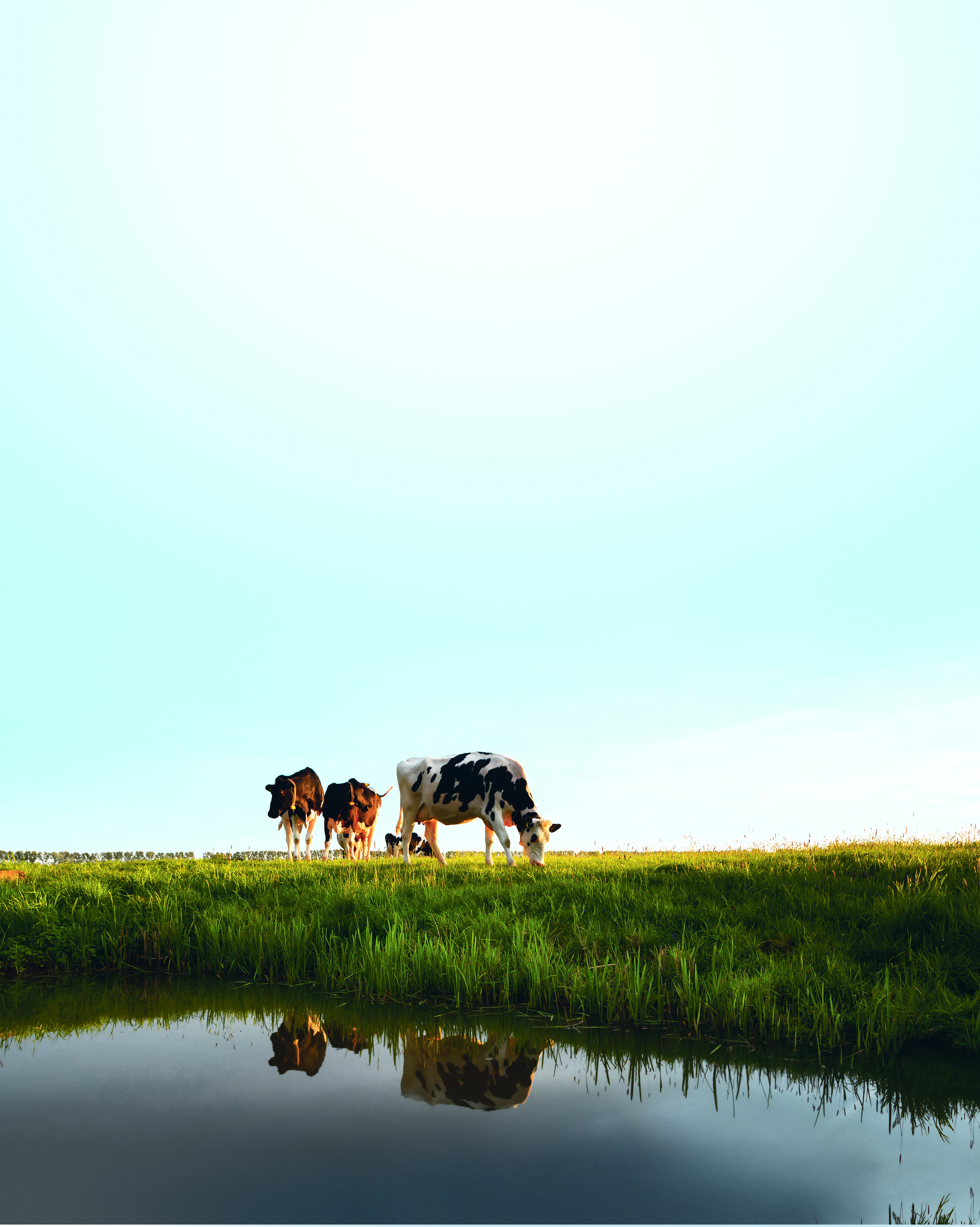 Vache dans un pré au bord de l'eau