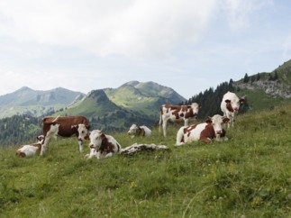 Quelles propositions pour pérenniser le lait en montagne ?