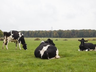 5 ans après les accords de Paris, la Ferme Laitière Bas Carbone poursuit son envol pour faire de la France, une terre de lait durable