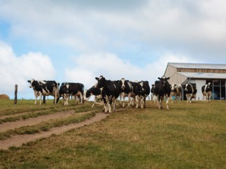 Adapter les bâtiments pour réduire l’impact du stress thermique sur les vaches, un enjeu pour l’élevage laitier