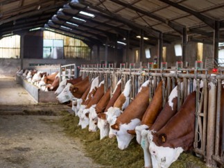 Reconnaissance du module non-OGM de la CSA-GTP par le cahier des charges interprofessionnel du Cniel pour des produits laitiers « issus d’animaux nourris sans OGM »