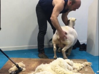 Démonstration de tonte de mouton SIA 2019