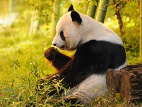 Crédit Agricole CIB aux côtés d’Air Liquide pour sa première émission obligataire Panda
