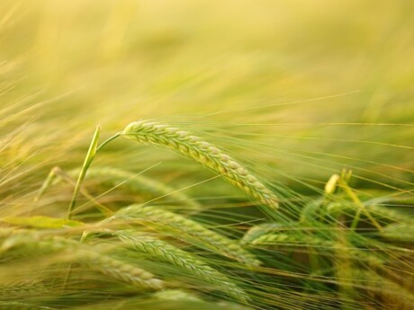 Recovery plan for agriculture - Crédit Agricole offers a subsidy advance to farmers