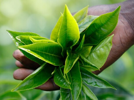 Le Groupe Duval met en place un prêt dédié à la microfinance et l’investissement à impact en Afrique avec le Groupe Crédit Agricole