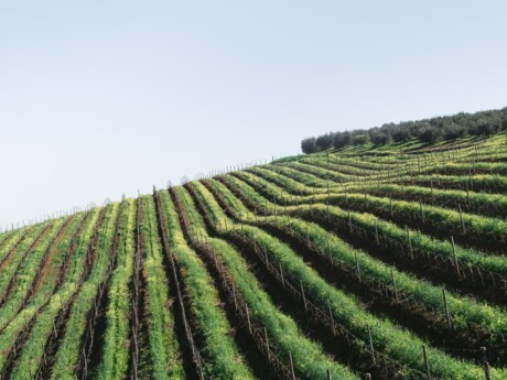 Crédit Agricole Midcap Advisors, via son département spécialisé Vins & Spiritueux, conseille les actionnaires du Château de Chasselas dans leur cession à la Maison Joseph Drouhin et au groupe Millésime