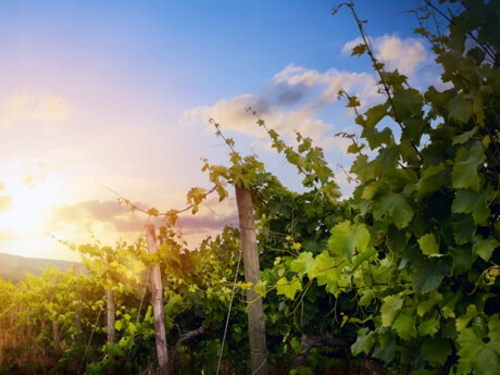 Le département Vins & Spiritueux de Crédit Agricole Midcap Advisors conseille la famille Quancard dans la cession de Cheval Quancard à  Larraqué Vins International
