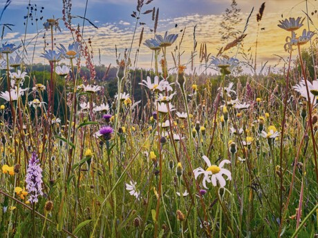 CPRAM lance une stratégie d’investissement en faveur de la biodiversité, issue des travaux de recherche de ses experts et de l’appui scientifique du Museum national d’Histoire naturelle