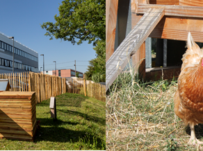 La Nature en Ville en action par Crédit Agricole Immobilier : Un an d’agriculture urbaine sur son siège toulousain