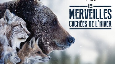 Les merveilles cachées de l'hiver