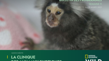 BULLETIN NATIONAL GEOGRAPHIC WILD S11.pdf