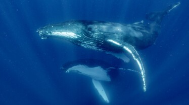 Les Secrets des baleines_Episode 1