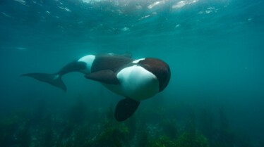 Les Secrets des baleines_Episode 2