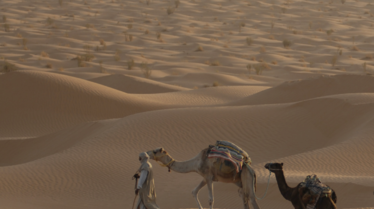 WILD temps forts - ETE 2021.pdf