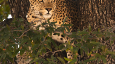 WILD temps forts - Rentrée 2021.pdf