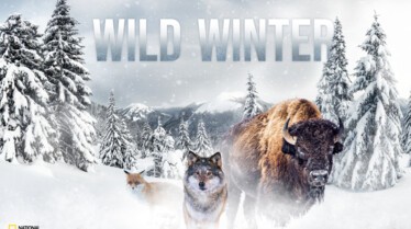 Key Art Wild Winter 2021